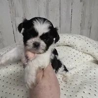 Cookie, a male Shih Tzu for sale in Dalton, GA – Photo 6 of 8