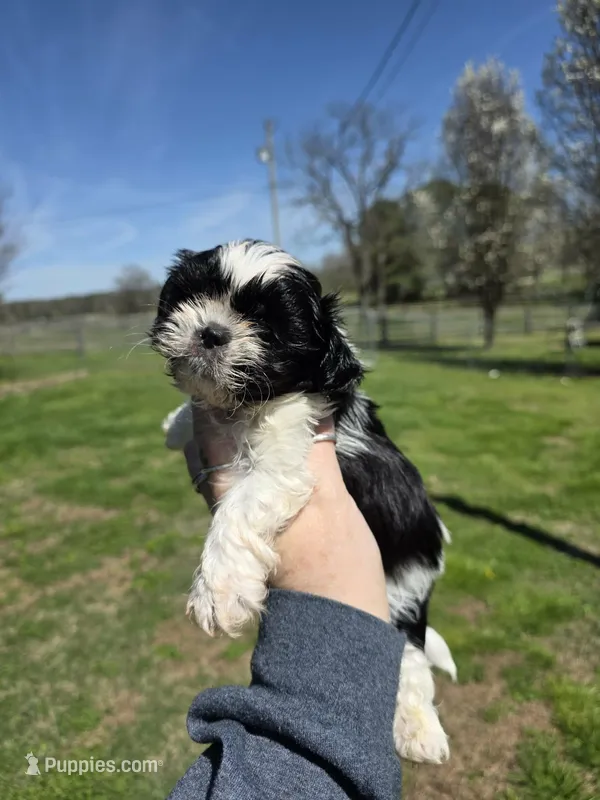 Cookie – Shih Tzu puppy for sale in Dalton, GA