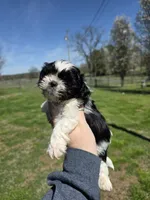 Cookie, a male Shih Tzu for sale in Dalton, GA – Photo 1 of 8