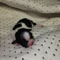 Cookie, a male Shih Tzu for sale in Dalton, GA – Photo 8 of 8