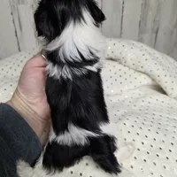 Cookie, a male Shih Tzu for sale in Dalton, GA – Photo 5 of 8