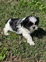 Cookie, a male Shih Tzu for sale in Dalton, GA – Photo 3 of 8