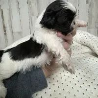 Cookie, a male Shih Tzu for sale in Dalton, GA – Photo 7 of 8