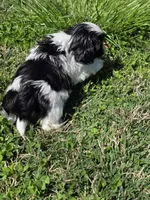 Cookie, a male Shih Tzu for sale in Dalton, GA – Photo 4 of 8