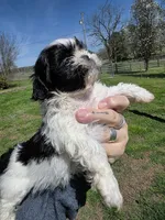 Cookie, a male Shih Tzu for sale in Dalton, GA – Photo 2 of 8