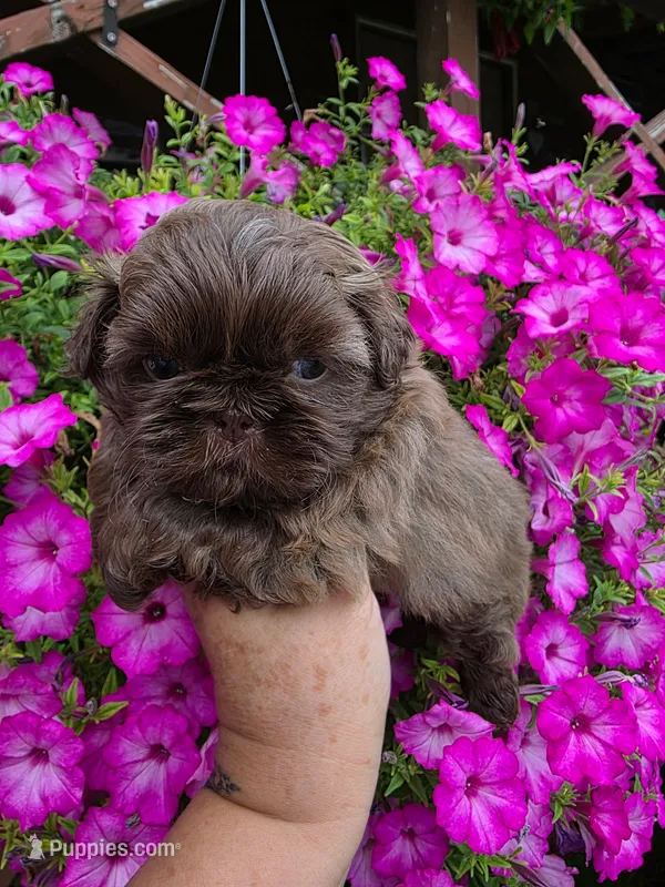 Chocolate milk – Shih Tzu puppy for sale in Dalton, GA
