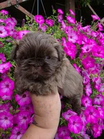 Chocolate milk, a male Shih Tzu for sale in Dalton, GA – 1 of 4
