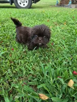 Chocolate F, a female Shih Tzu for sale in Dalton, GA – 2 of 2