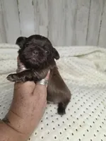 Female chocolate , a female Shih Tzu for sale in Dalton, GA – 3 of 4