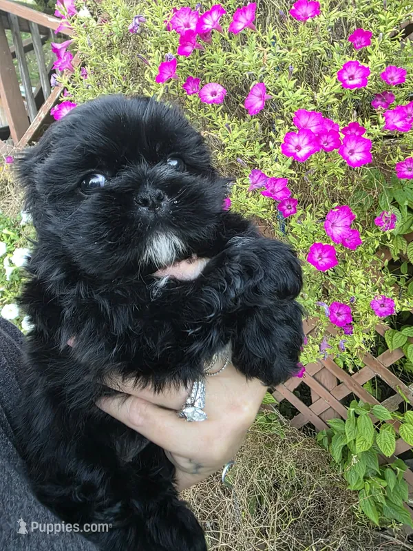 Layla – Shih Tzu puppy for sale in Dalton, GA