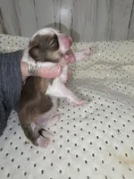 Chip, a male Shih Tzu for sale in Dalton, GA – 2 of 3