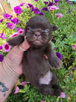 Solid Chocolate F, a female Shih Tzu for sale in Dalton, GA – 3 of 4