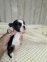 Black&white femal, a female Shih Tzu for sale in Dalton, GA – 2 of 4