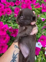 Solid Chocolate F, a female Shih Tzu for sale in Dalton, GA – 2 of 4