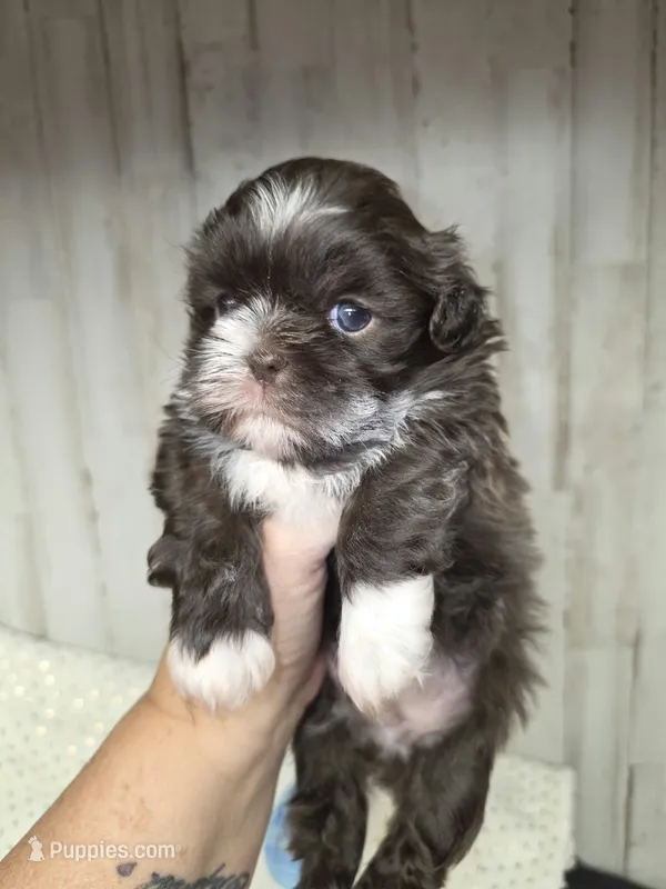 Dale – Shih Tzu puppy for sale in Dalton, GA