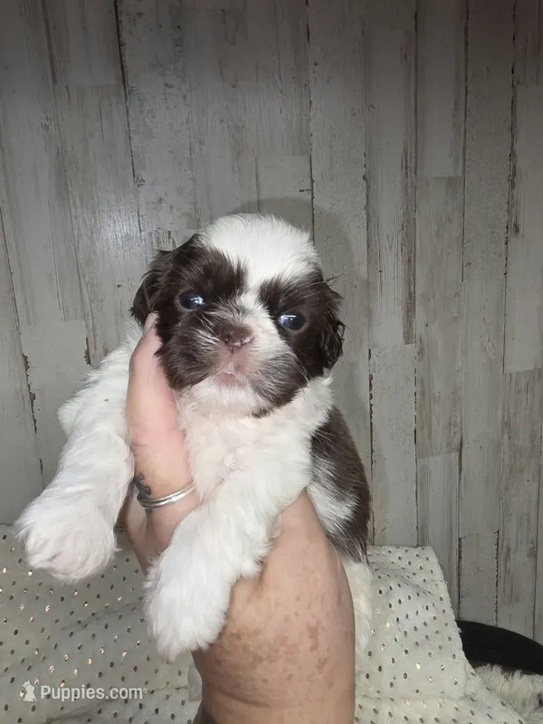 Chip – Shih Tzu puppy for sale in Dalton, GA