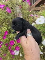 Layla, a male Shih Tzu for sale in Dalton, GA – 1 of 5