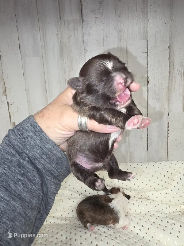 Dale – Shih Tzu puppy for sale in Dalton, GA