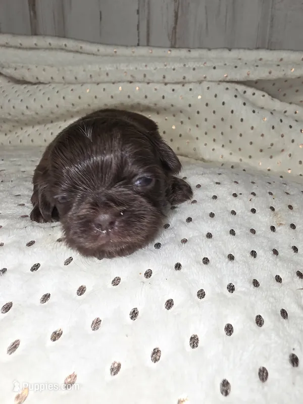 Female chocolate  – Shih Tzu puppy for sale in Dalton, GA