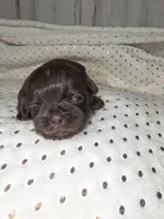 Female chocolate , a female Shih Tzu for sale in Dalton, GA – 1 of 4