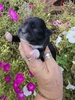 Jabba, a male Shih Tzu for sale in Dalton, GA – 4 of 6