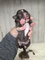 Dale, a male Shih Tzu for sale in Dalton, GA – 2 of 3