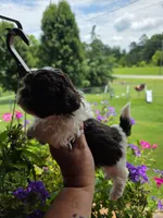Chocolate chip, a male Shih Tzu for sale in Dalton, GA – 2 of 4