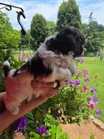 Chocolate chip, a male Shih Tzu for sale in Dalton, GA – 4 of 4