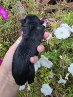 Jabba, a male Shih Tzu for sale in Dalton, GA – 6 of 6