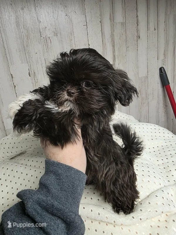 Girl chocolate  – Shih Tzu puppy for sale in Dalton, GA