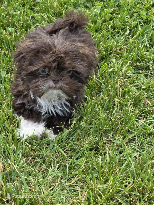 Girl chocolate  – Shih Tzu puppy for sale in Dalton, GA