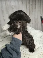 Girl chocolate , a female Shih Tzu for sale in Dalton, GA – Photo 2 of 2