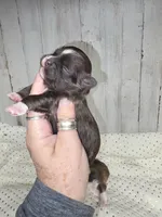 Dale, a male Shih Tzu for sale in Dalton, GA – 3 of 3