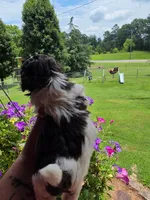 Chocolate chip, a male Shih Tzu for sale in Dalton, GA – 3 of 4