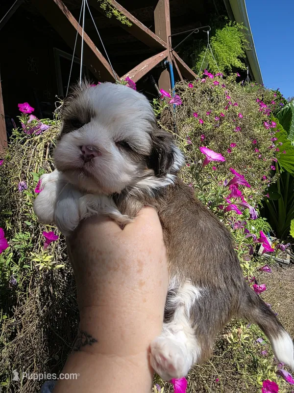 Choc&white – Shih Tzu puppy for sale in Dalton, GA
