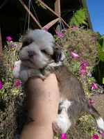 Choc&white, a male Shih Tzu for sale in Dalton, GA – 1 of 3