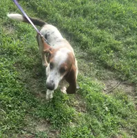 Little girl, a female Basset Hound for sale in Dalton, GA – 2 of 4