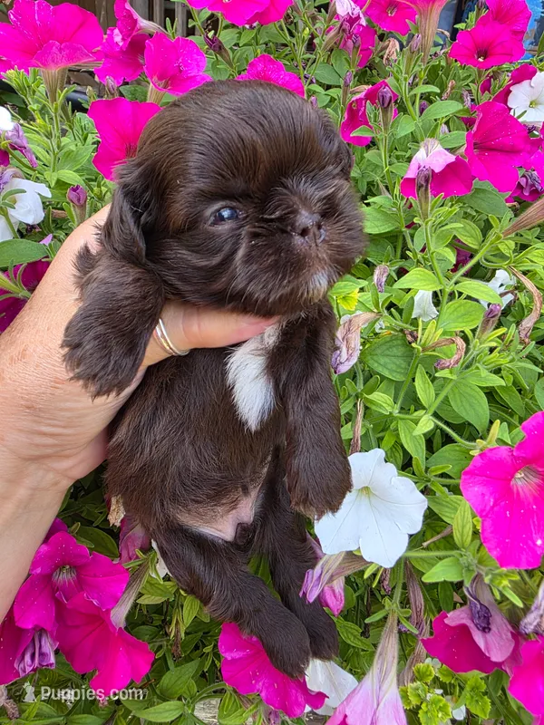 Chocolate F – Shih Tzu puppy for sale in Dalton, GA