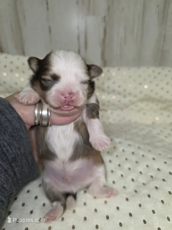 Chip – Shih Tzu puppy for sale in Dalton, GA