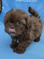 Chocolate male, a male Shih Tzu for sale in Dalton, GA – Photo 4 of 4