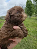 Chocolate male, a male Shih Tzu for sale in Dalton, GA – Photo 2 of 4