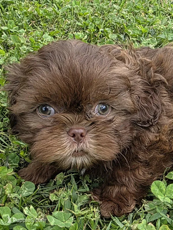 Chocolate male – Shih Tzu puppy for sale in Dalton, GA