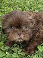 Chocolate male, a male Shih Tzu for sale in Dalton, GA – Photo 1 of 4