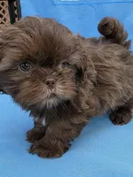 Chocolate male, a male Shih Tzu for sale in Dalton, GA – Photo 3 of 4