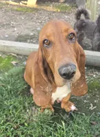 Blue boy, a male Basset Hound for sale in Dalton, GA – 4 of 4
