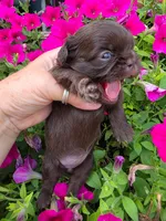 Solid Chocolate F, a female Shih Tzu for sale in Dalton, GA – 4 of 4
