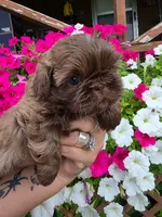 Chocolate milk, a male Shih Tzu for sale in Dalton, GA – 2 of 4