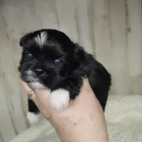 Lainey, a  Shih Tzu for sale in Dalton, GA – Photo 4 of 7