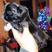 Lainey, a  Shih Tzu for sale in Dalton, GA – Photo 3 of 7