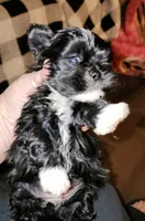 Lainey, a  Shih Tzu for sale in Dalton, GA – Photo 1 of 7